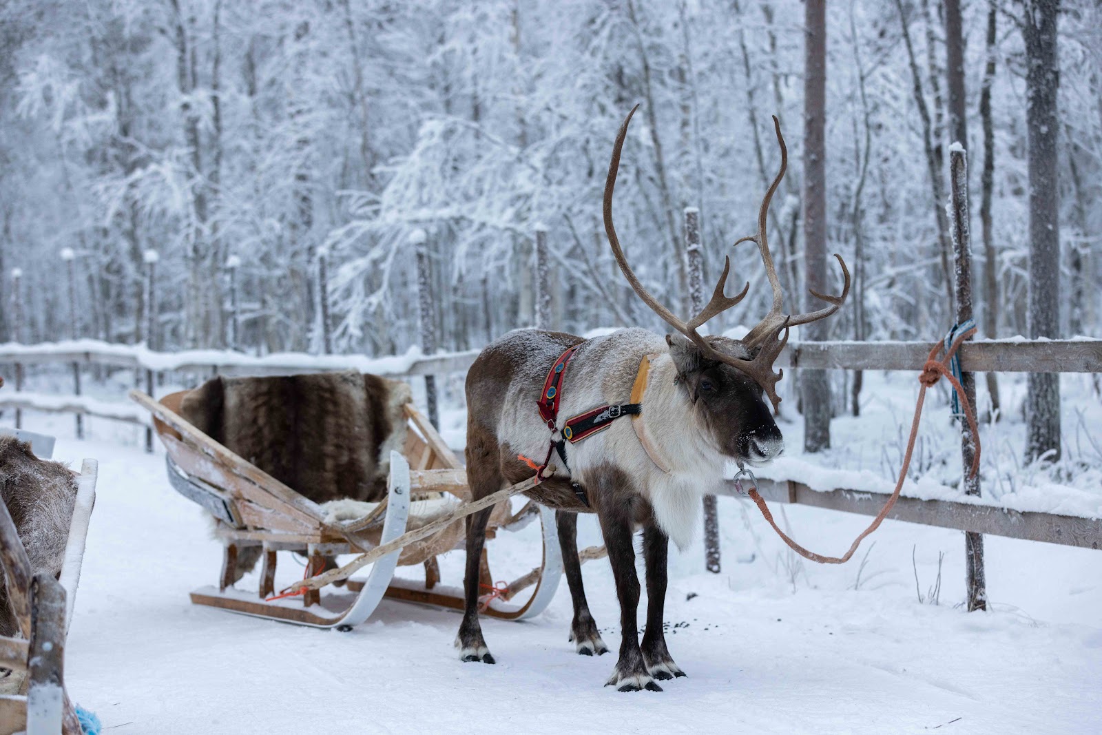 Reindeer Safaris